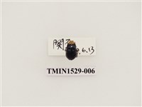 藏品(大琉璃擬守瓜)的圖片